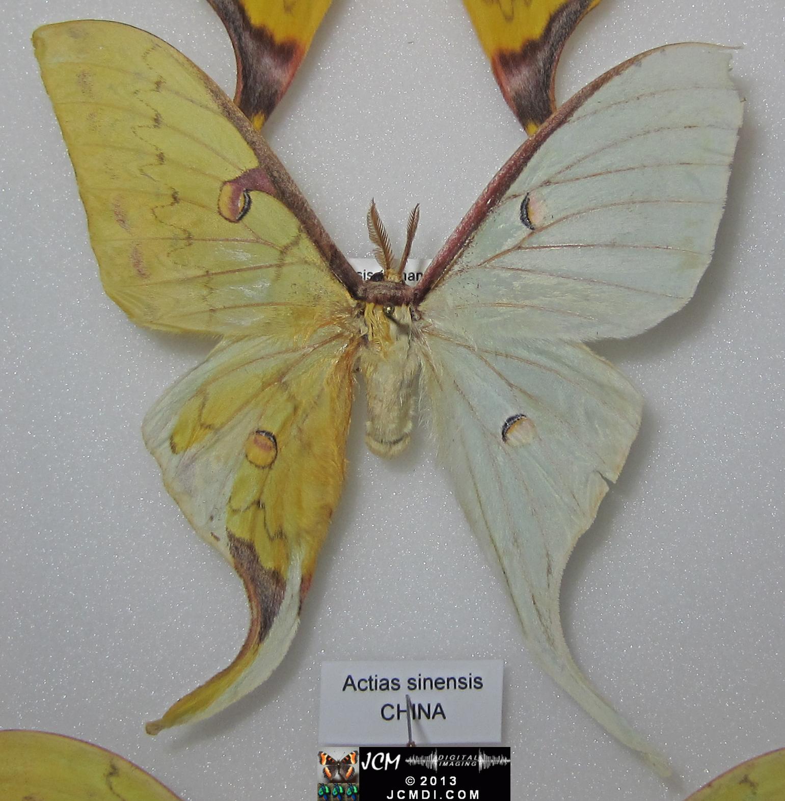 LANHM Bug Fair 2013 Actias sinensis gynandromorph